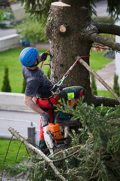 Hunter, TN Tree Services Company